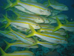 Isla Gorgona, Colombia. Dive Site Remanso del Horno. 60 f... by Alvaro De Castro 